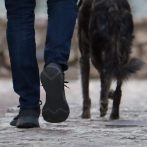 Hormonas y Castración en la Especie Canina